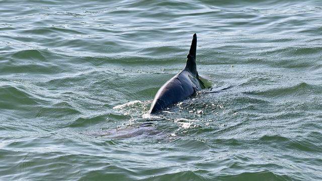 A dolphin frolics in the waters near the South Skyway Fishing Pier on April 10, 2026. Florida Gov. Ron DeSantis announced on March 19, 2026, plans to demolish the South Skyway Bridge Fishing Pier and rebuild it adjacent to the present one, which has been damaged in hurricanes and storms.